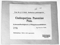 Dichocladosporium chlorocephalum image